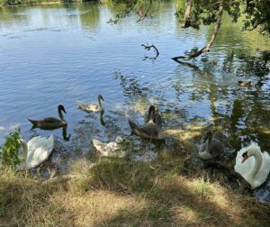 canard-web